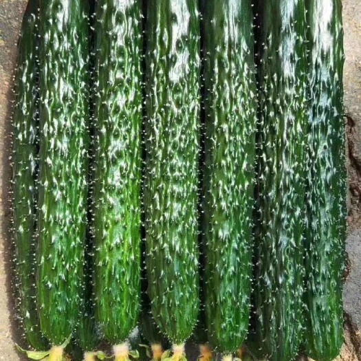 莘县油亮黄瓜