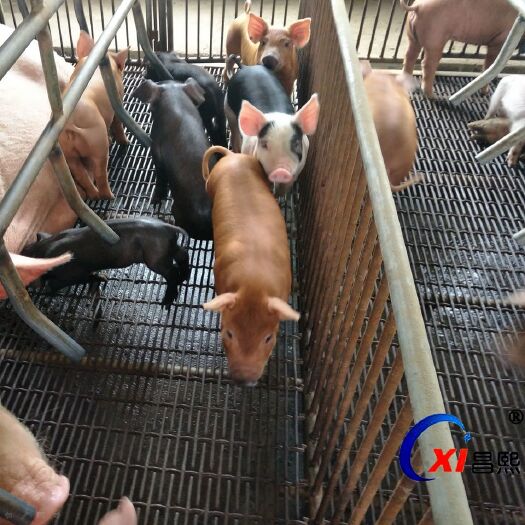 安平县漏粪板  养猪网猪床漏粪网猪用钢丝铁丝网漏粪网板保育育肥床产床网钢筋网