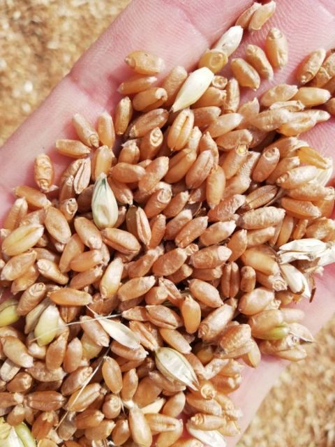 镇平县出售新小麦，杂麦
