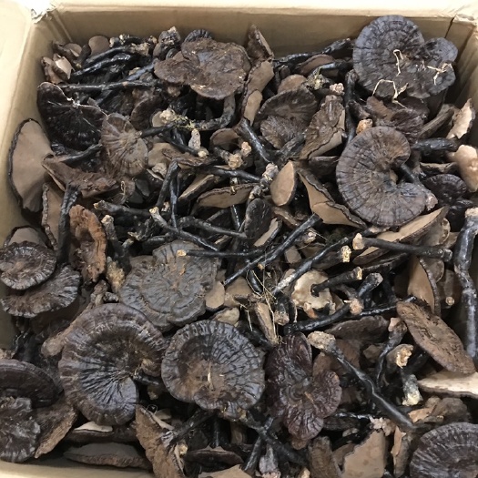 灵川县山黑紫灵芝，桂林山区产地直销，24年新货！