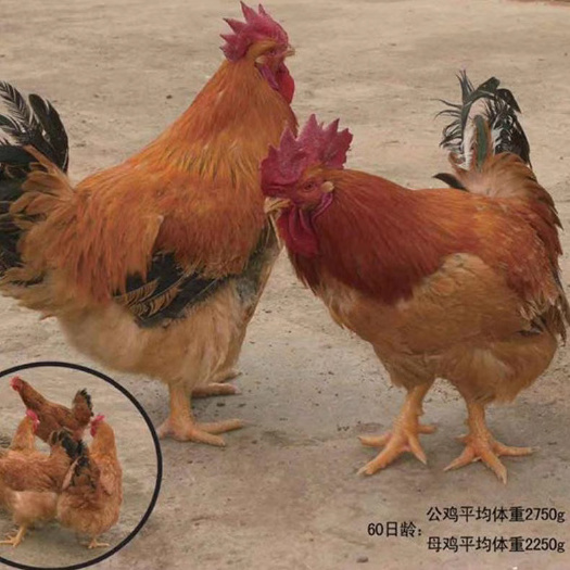 南宁K9鸡苗    麻黄灰羽   901
