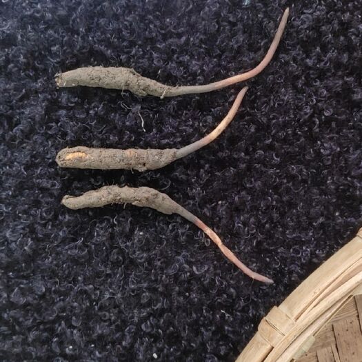 康定市 今年新鲜虫草。各种大小都有。要的前来订购。价格可私聊