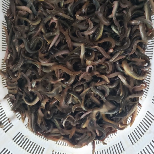 定远县泥鳅苗 钓鱼专用 一斤一百多尾