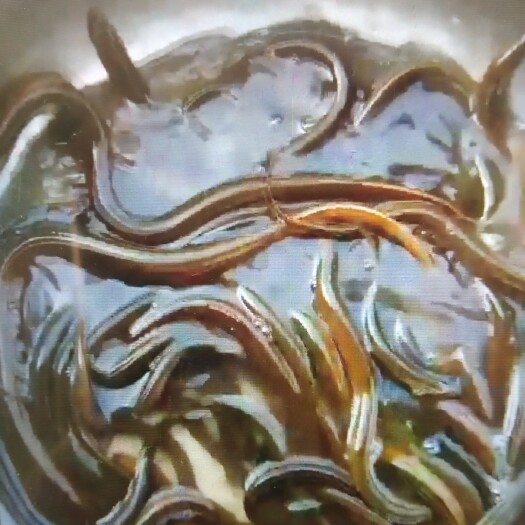 南京 嘢生黄鳝，嘢生，支持送货上门，价格可面谈。
