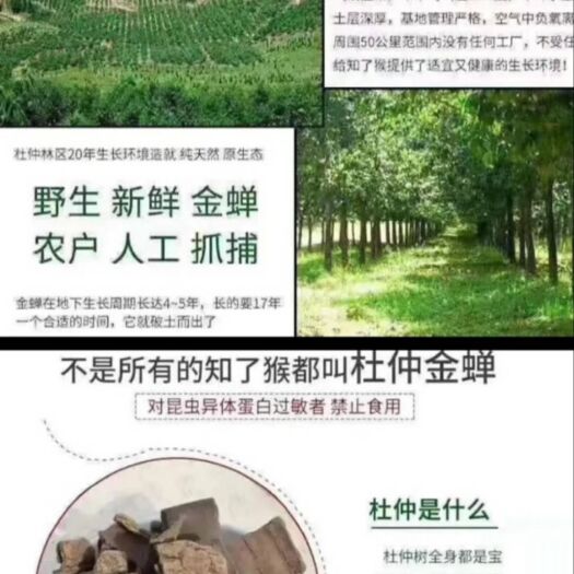 灵宝市金蝉  知了猴，