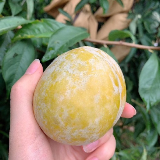 灌阳县 黄金奈李 黄金桃心李