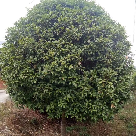 奉新县 各种桂花树，罗汉松等等！风里雨里，我在江西宜春等你