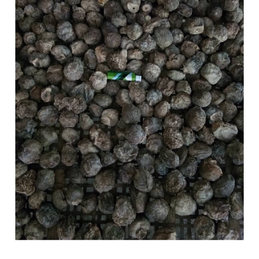 保山 竹荪蛋，深山老林的珍品