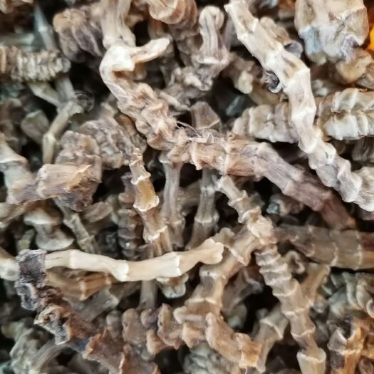 玉林地参  虫草参