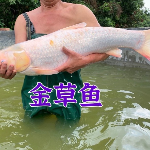 高州市金草鱼金丝鲩黄金鲩鱼苗，自家渔场孵化繁殖水花预定