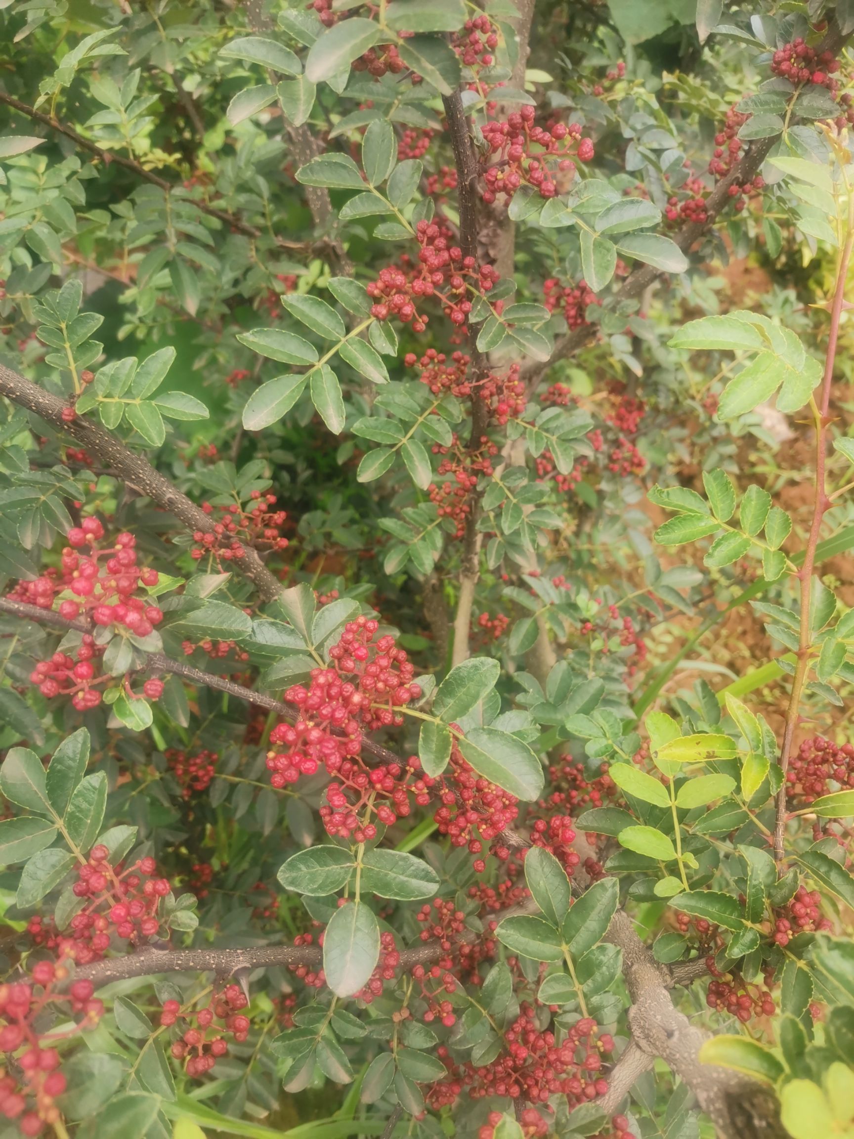 大紅袍花椒苗 自己家的苗圃基地一手貨源.