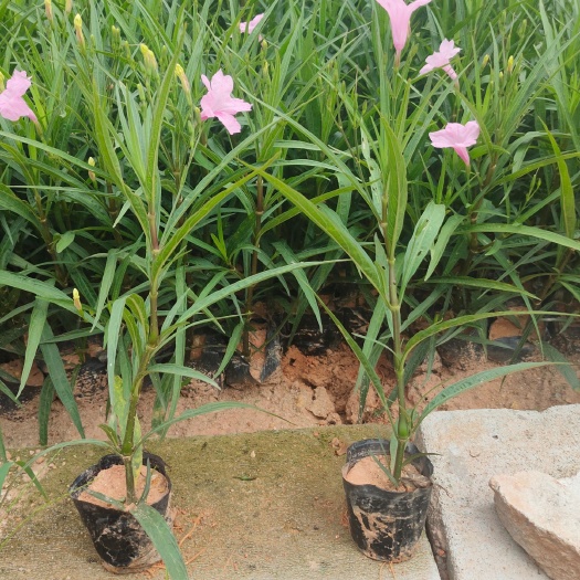 东莞市翠芦莉盆栽 粉花翠芦莉