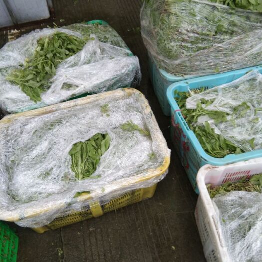 上海宽叶芥菜 长期供应草头，芥兰苗，荠菜，全部泡沫箱加冰打包。