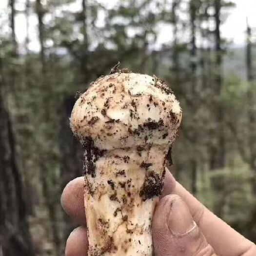  来自松茸之乡雅江的松茸