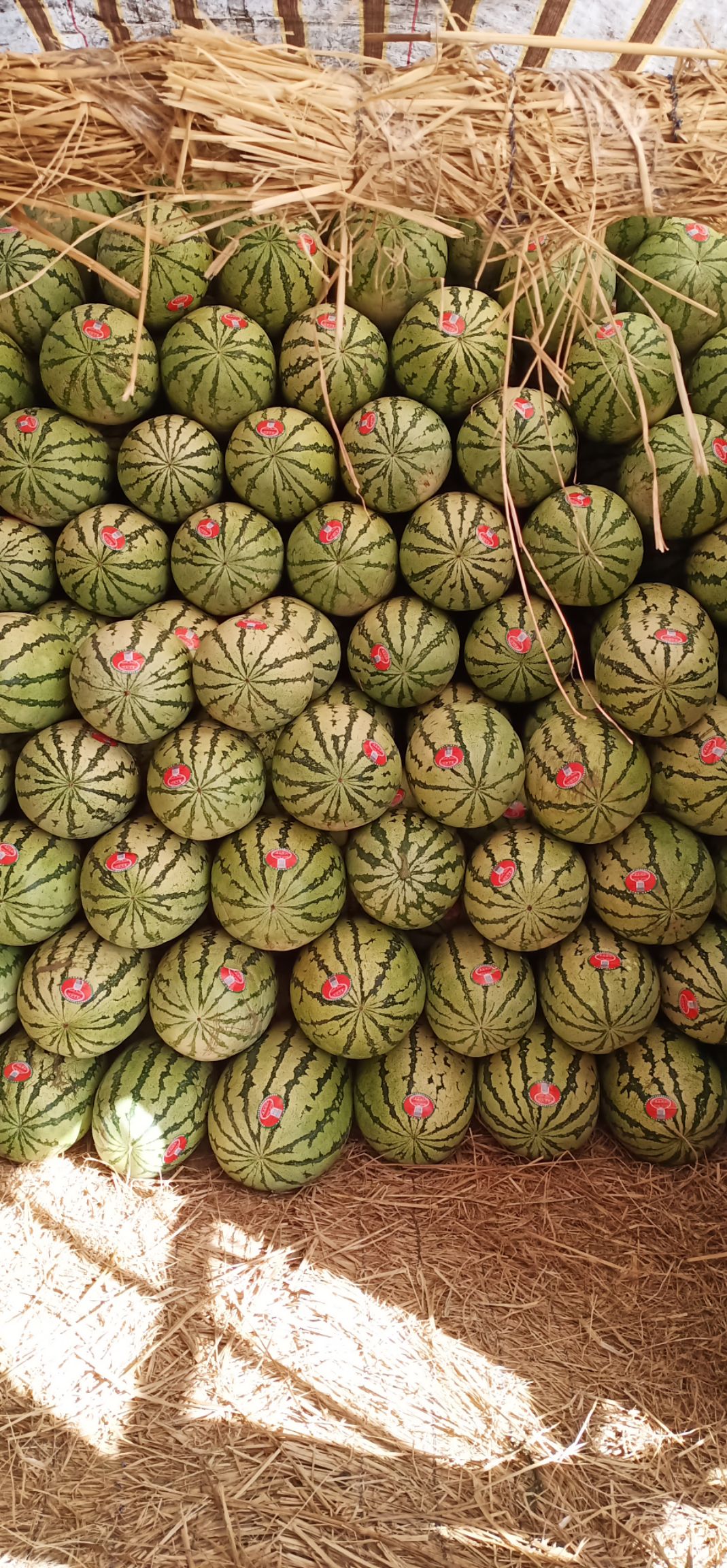 硒砂瓜  口感，果性，皮毛都没的说