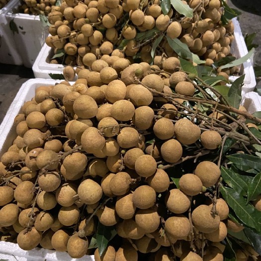 南宁储良龙眼 ￼￼一级储良