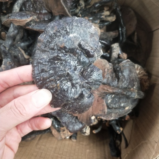 英德市 天然黑灵芝