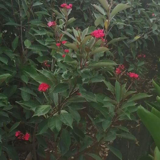 海口各种绿化苗木 供应各种绿化苗