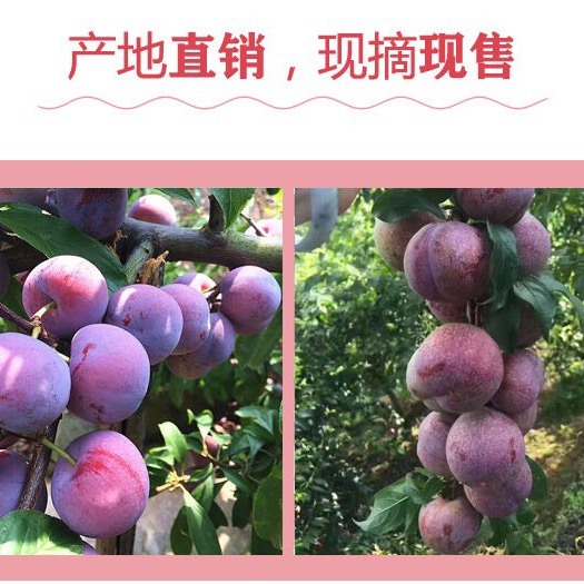 汝城县 十万斤红心三华李产地直供