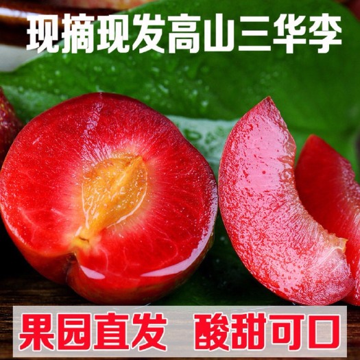 汝城县 十万红心三华李，基地一手直售