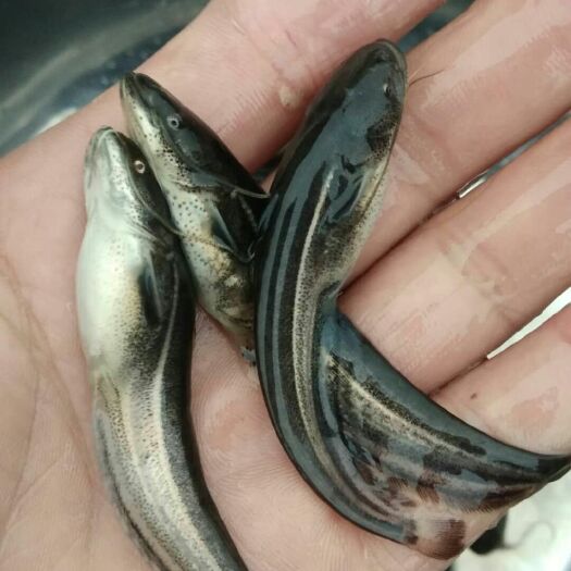 乐山大口鲶鱼苗 正宗南方大口鲶快大品种基地直供量大从优送货上门
