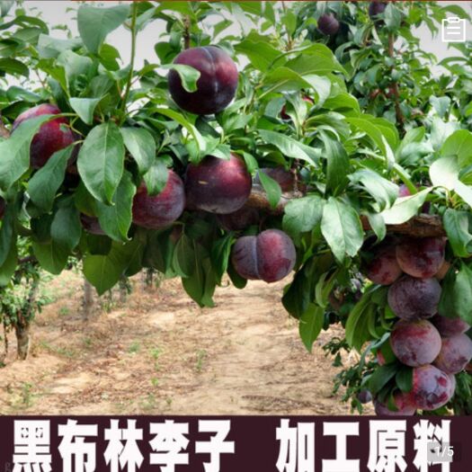 周至县 陕西黑布林李子
