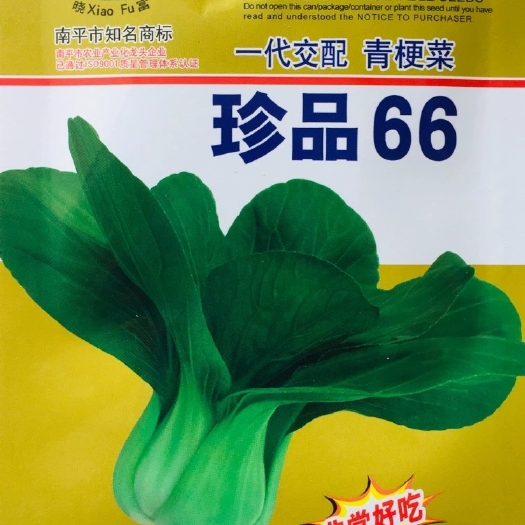 苏州绿领青梗菜种子 晓富珍品66青梗菜耐寒小青油菜四季阳台盆栽蔬菜种子