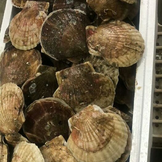 东港市 扇贝全规格先打款后发货