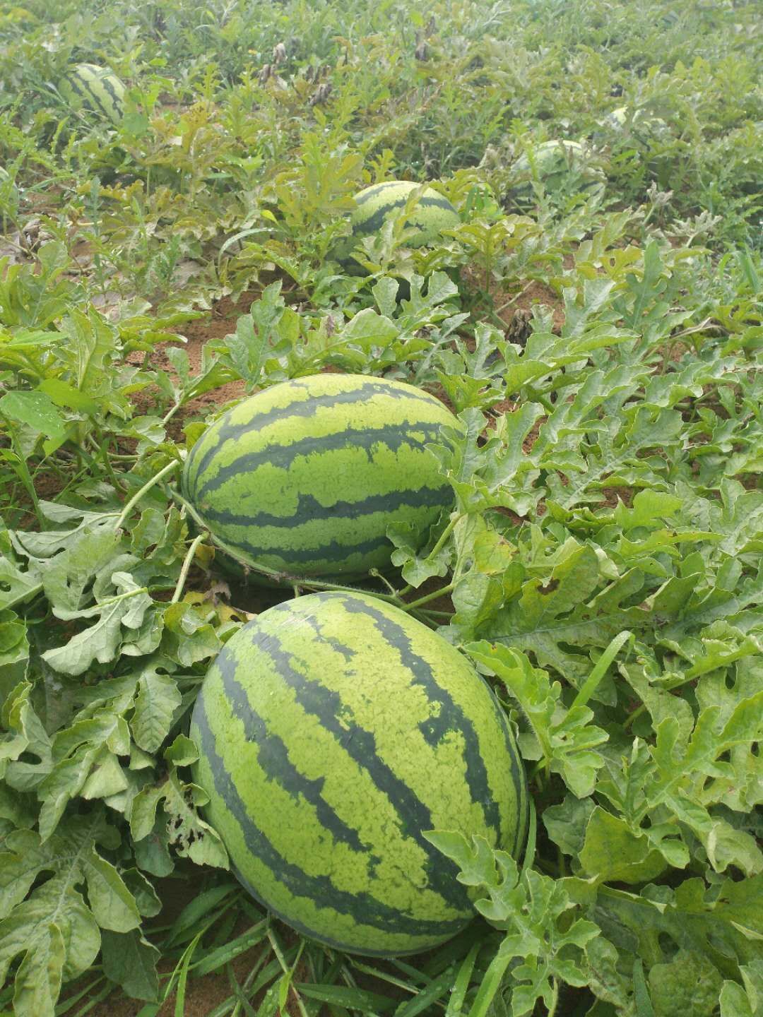 烟台莱阳自家种植沙地西瓜沙甜可口常年种植品种中华绿龙