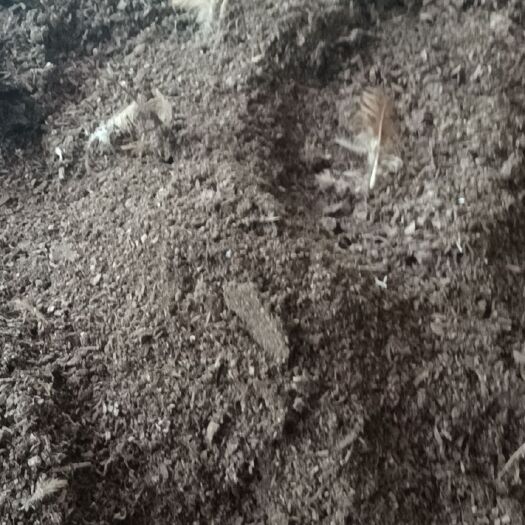 钦州 长期大量供应纯鸡粪，优质木糠鸡粪，刨花鸡粪！和大量优质谷壳鸡