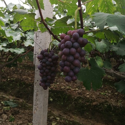 金华 夏黑葡萄，已经开售