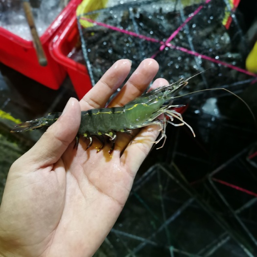 海口鲜活草虾、黑虎虾