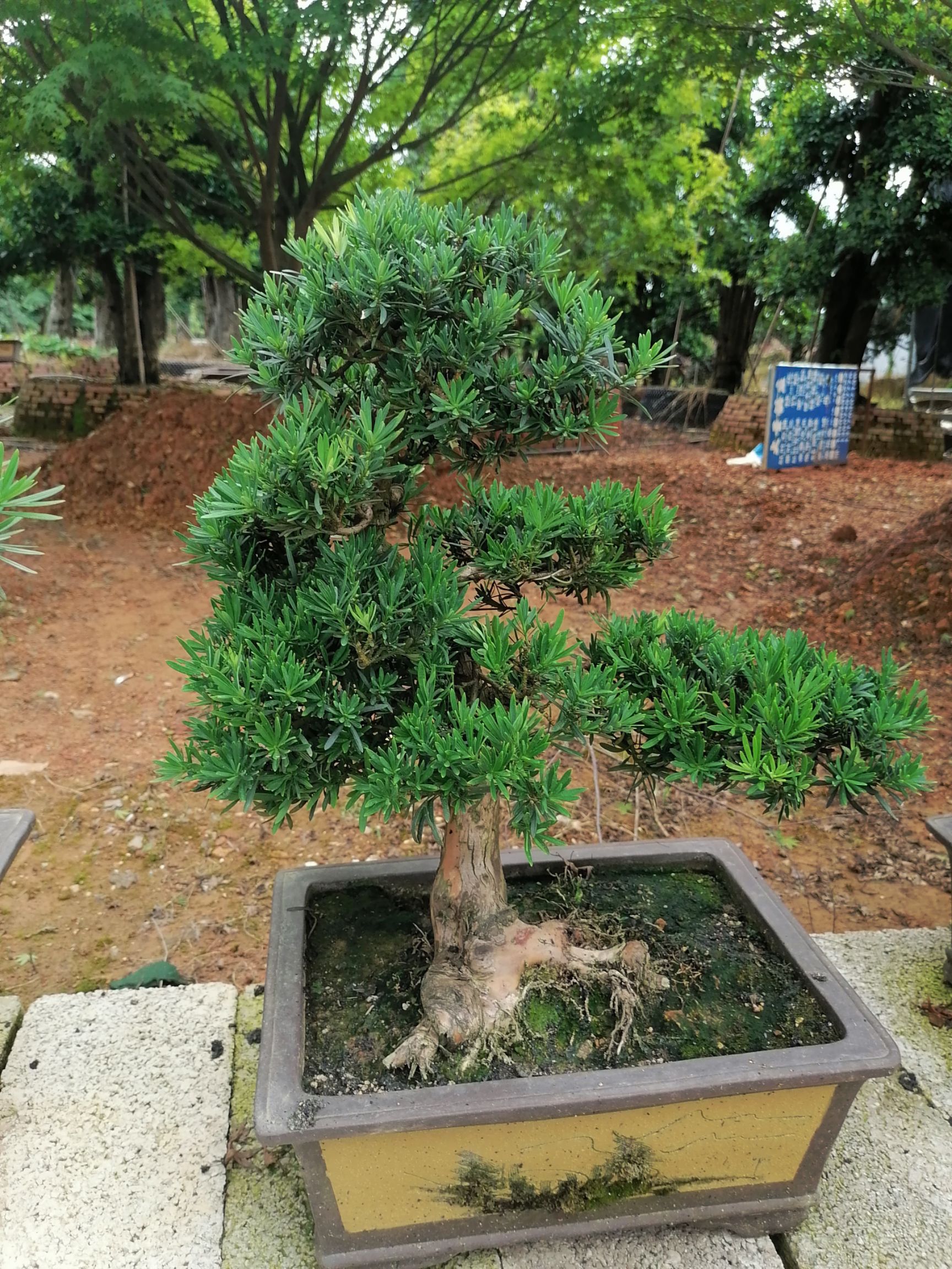 长期供应造型罗汉松，罗汉松桩子，造型景观树