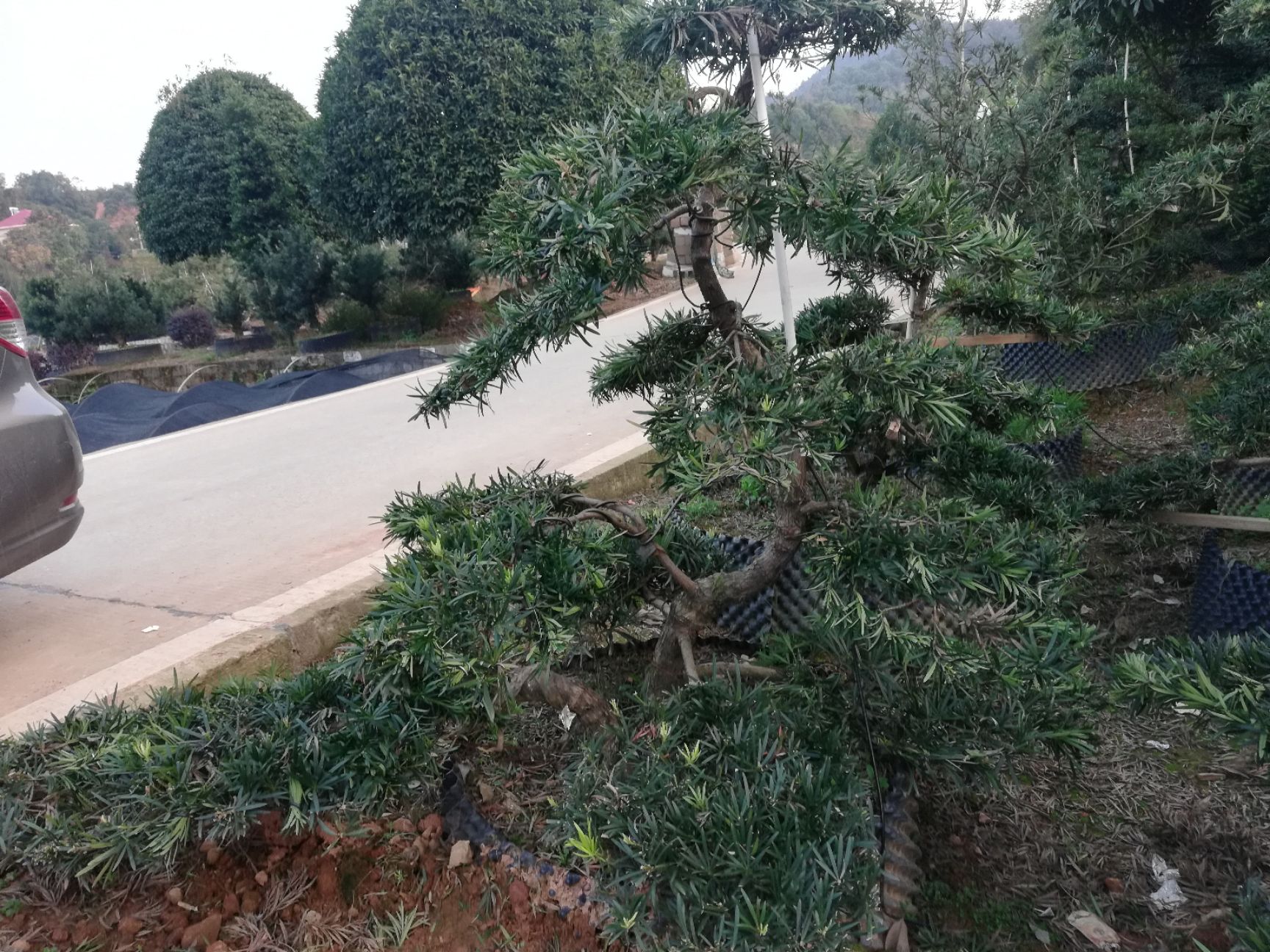 长期供应造型罗汉松，罗汉松桩子，造型景观树