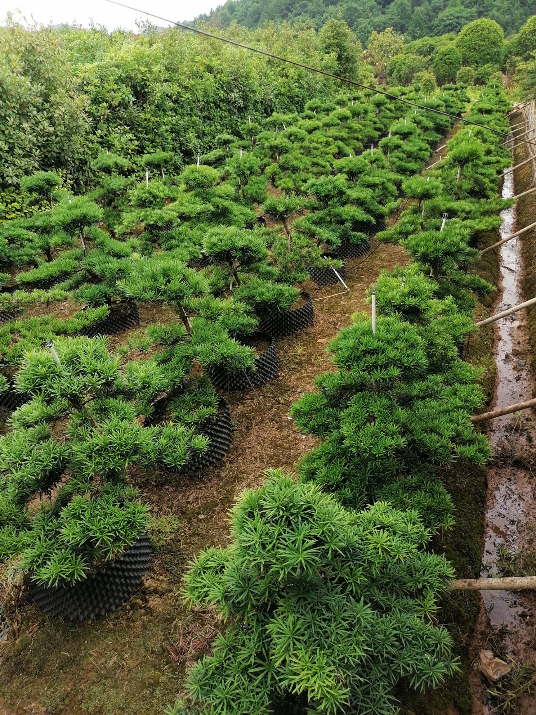 长期供应造型罗汉松，罗汉松桩子，造型景观树