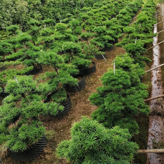长沙长期供应造型罗汉松，罗汉松桩子，造型景观树