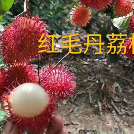 刺果番荔枝苗 红毛丹荔枝苗