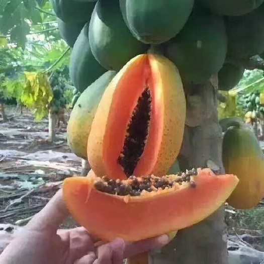 灵山县红肉木瓜苗