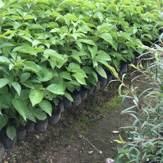 普宁市秋枫树