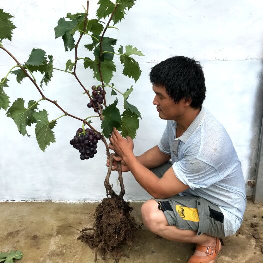 平邑县 藤稔葡萄巨峰葡萄冷藏运输量大优惠现摘发货
