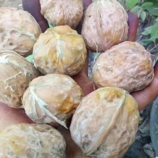 盐源县 核桃（鲜果）
