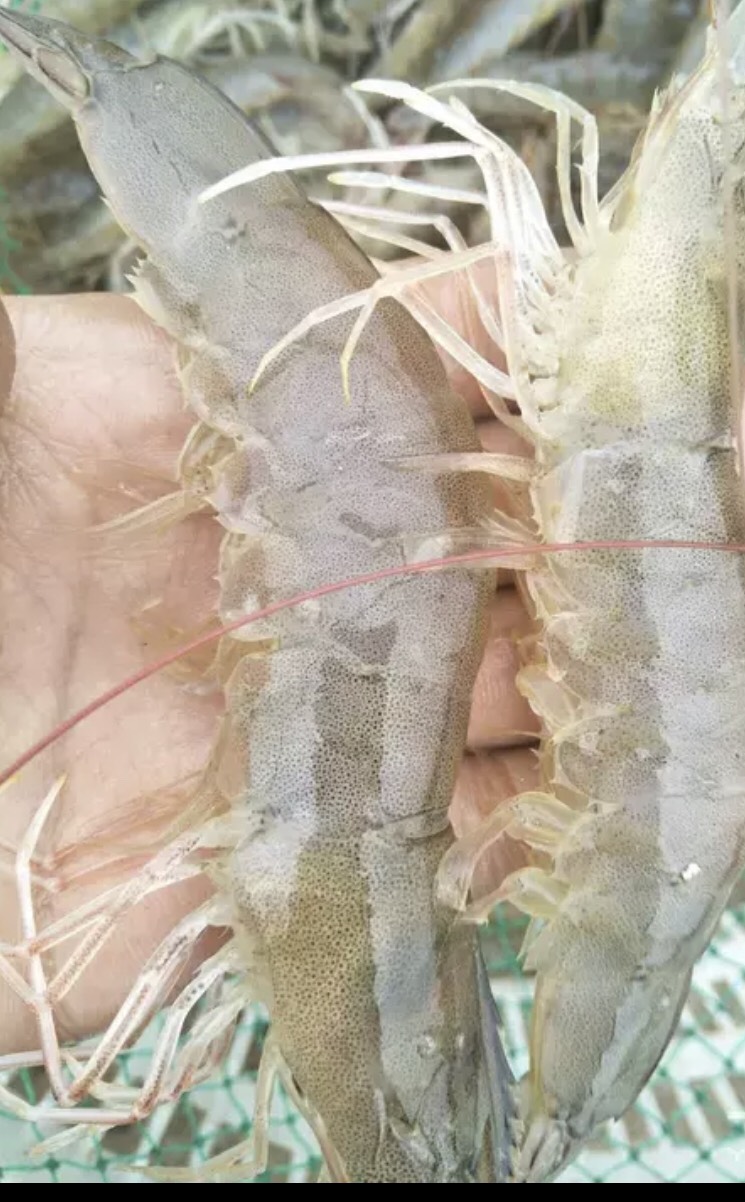 鱼台县鲜活优质对虾
