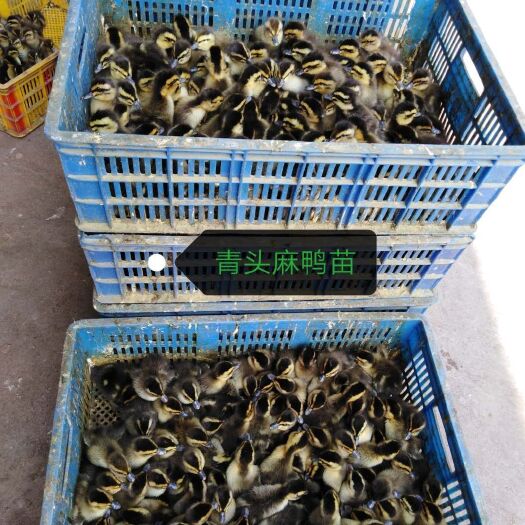 惠州麻鸭苗  大种青头鸭苗（孵化基地直销、包打好疫苗）长大成品 7斤