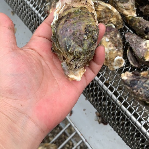 诏安县诏安湾生蚝  各种大件蚝，小包装都有
