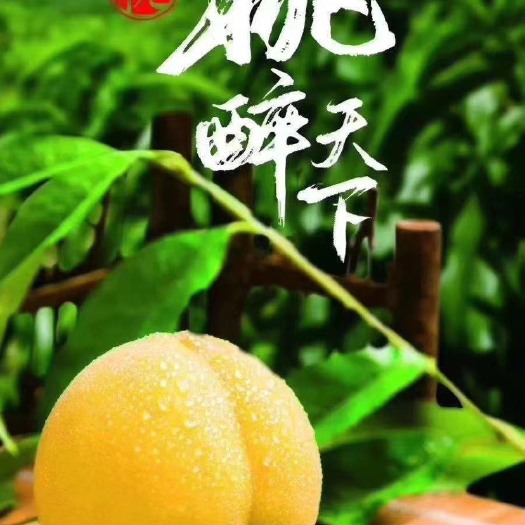 炎陵县 正宗的炎陵黄桃，用最好的服务于美味顾客！