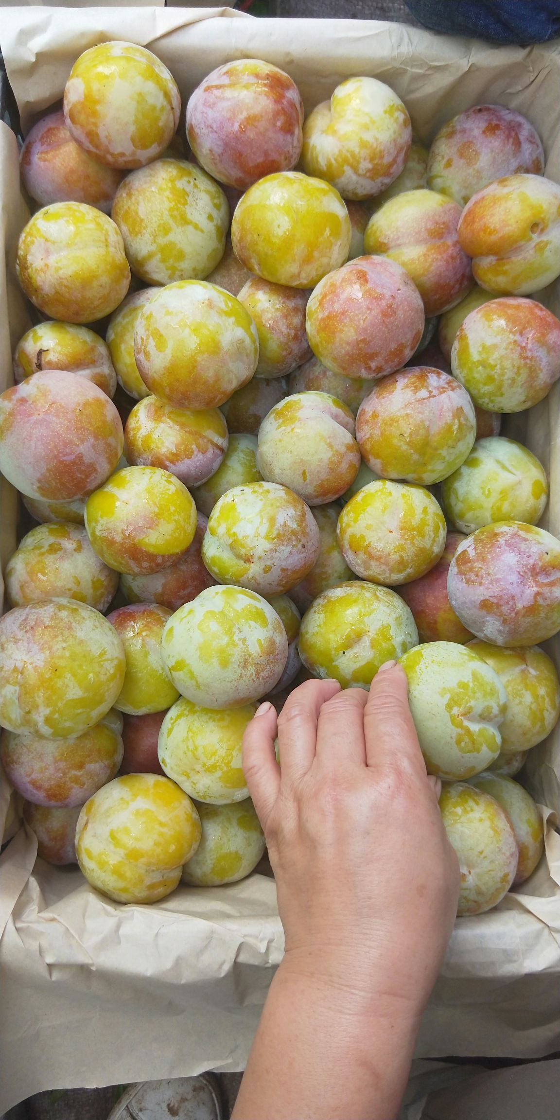 秋姬李子 果个大,可上冷库.