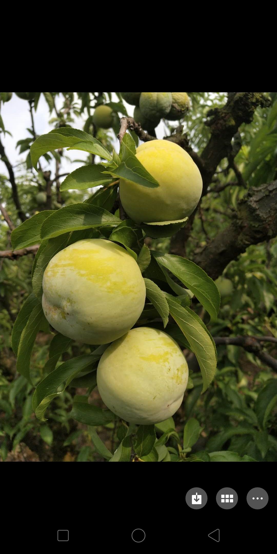 秋姬李子 果个大,可上冷库.