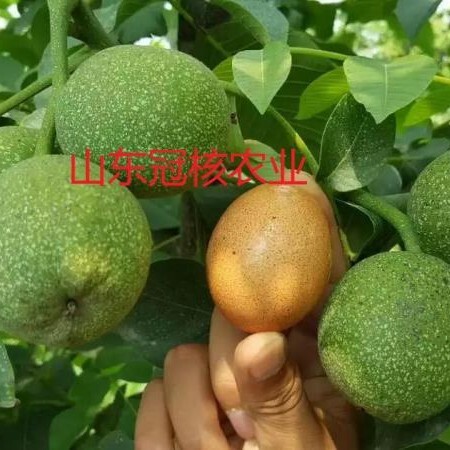 淄博嫁接核桃苗 冠核三号核桃树苗 早实高产抗病强保成活