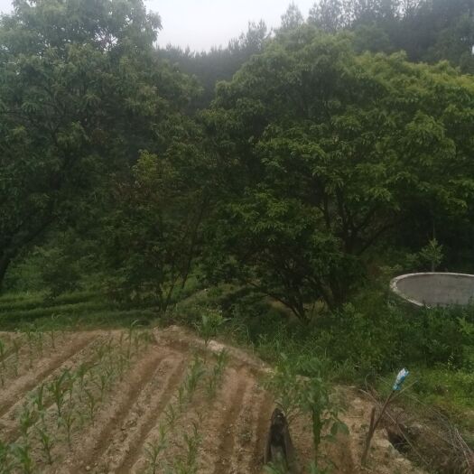 秭归县广西板栗 1个月