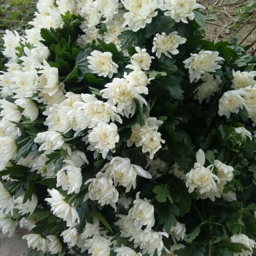 侯马市黄金菊 大量有货，金善，五月白，品质高，价格优